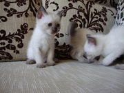 Сиамские котята,  тайские котята, продам тайских котят,  одесса