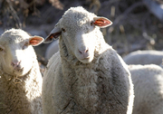Продам овец в любом количестве,  упитанные,  цигайской породы