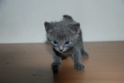 Русский голубой котенок,  мальчик. 