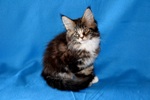 Чистопородные  котята Мэйн Кун  продаются  для развода из Германии .
