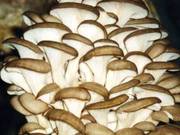 Продаем грибы вешенка - оптом и в розницу