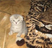 Племенное качество Шотладских котят фолды плюшевые мальчики