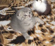 Веселый здоровый роскошный плюшевый серебристо-голубой котенок вислоуш