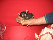 Чихуахуа,  миниатюрная собачка.