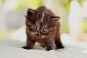 Продам котят персидской кошки 