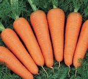 Продам морковь Абако 150 т с поля в Одесской обл.