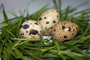 Продам яйцо инкубационное Белого Техасского перепела
