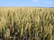 семена озимой пшеницы, зимостойкий сорт 