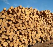 продам дрова сруб сосны 3 метра 10 грн за 1 шт  