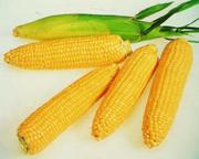 Элитные семена кукурузы