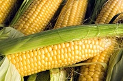 Продам посевной материал гибридов кукурузы