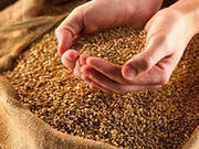 Куплю Зерновые пшеницу