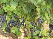 В Испании 40 Га. виноградников и винзавод с широкой клиентской сетью.