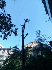 100% аккуратно спилить дерево любой сложности в Одессе