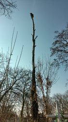100% аккуратно спилим дерево любой сложности в Одессе