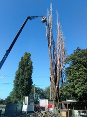 Спилим дерево любой сложности в Одессе. На 100% аккуратно
