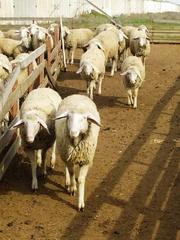 Продаются племенные овцы,  Лиманское