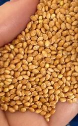 Насіння проса жовтого,  сорт Козацьке
