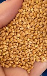 Насіння просо,  сорт Козацьке