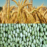 Насіння гороху зимуючого та насіння пшениці одеської селекції