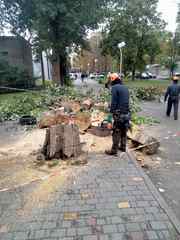 Корчевание пней. обрезка деревьев, сада, спил дерева, уборка Одеса