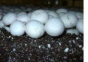 Выращивание грибов на дому.
