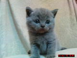 продается голубой шотландский котенок