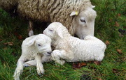 Фермерское хозяйство  продаст стадо овец
